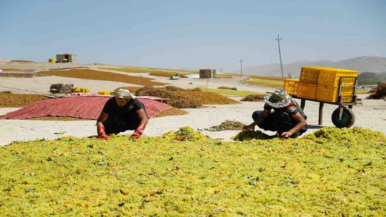 برای نخستین بار در خراسان شمالی خرید توافقی انگور انجام می‌شود