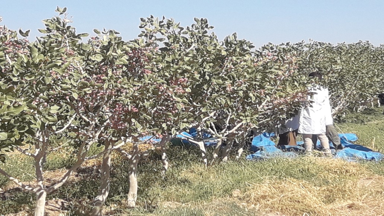 برداشت پسته از مناطق سردسیر بم