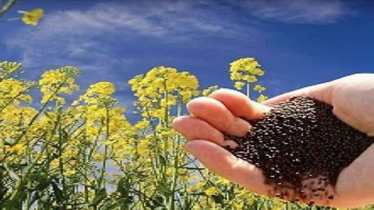 خرید تضمینی بیش از ۳ هزار تن کلزا در استان قزوین