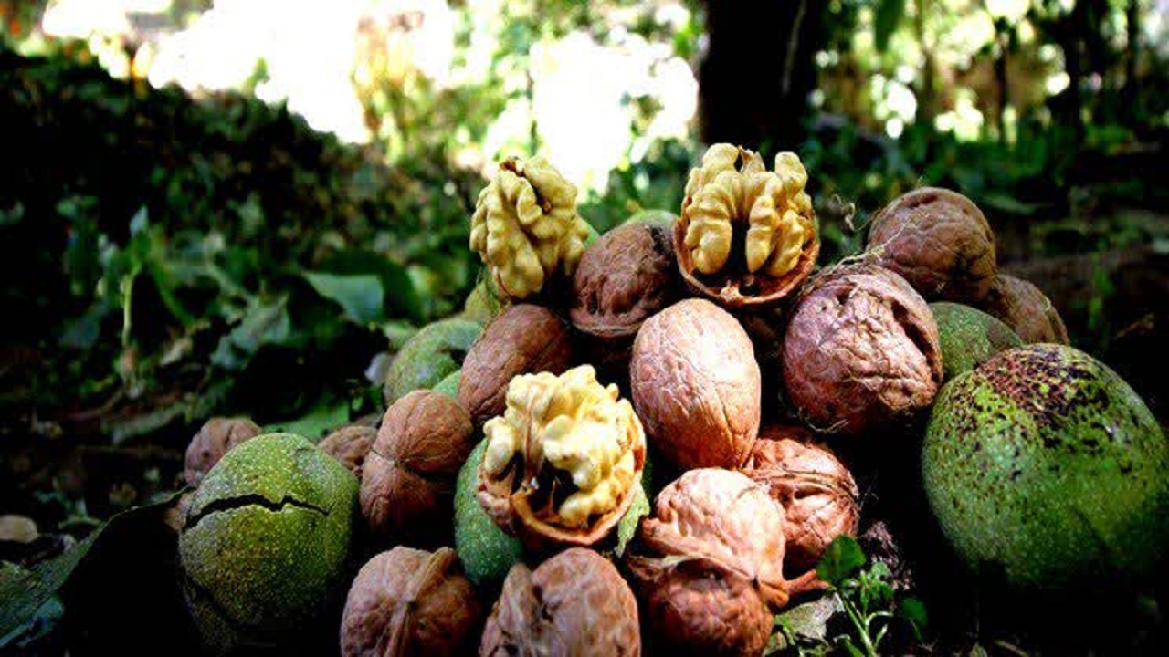 آغاز برداشت گردو از باغات سامان