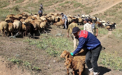 دامداران سنتی