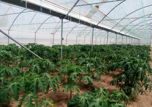 تولید خربزه درختی در استان البرز