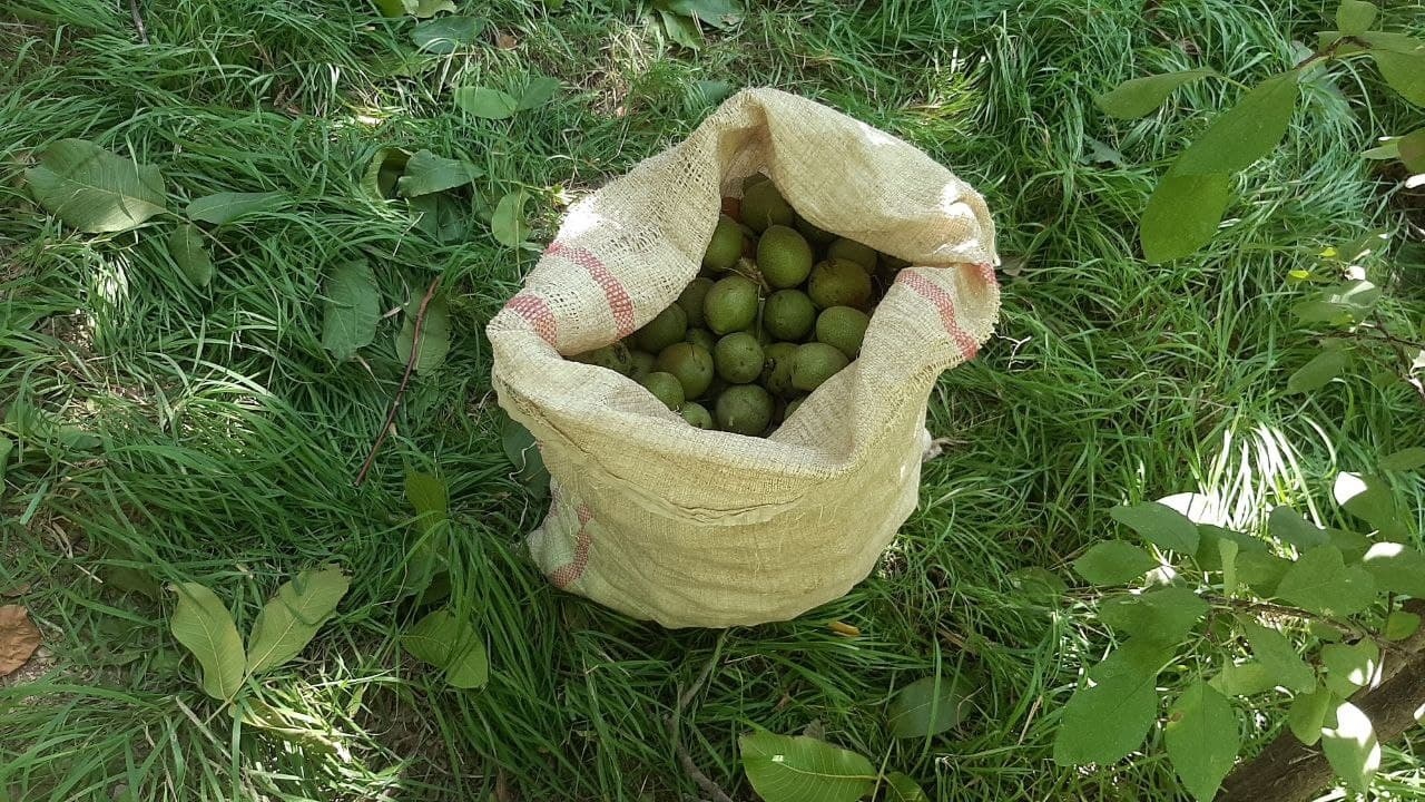 آغاز برداشت گردو در روستای توآباد + تصاویر