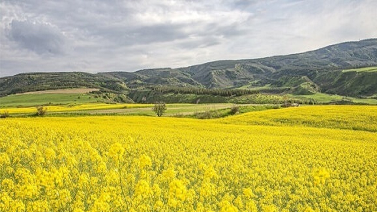 کشت ۷۲۰ هزار هکتاری پاییزه در آذربایجان شرقی