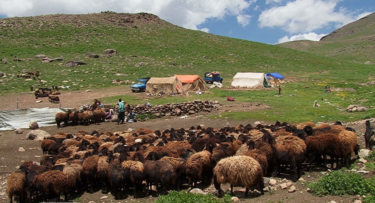 خریداری ۸ هزار راس دام مازاد بر نیاز عشایر فارس