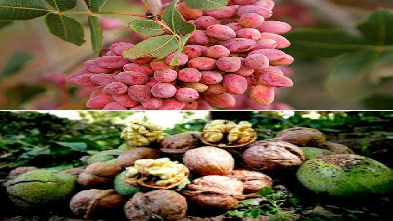 آغاز برداشت محصول پسته و گردو در شهرستان البرز