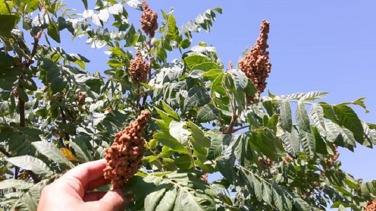 آغاز برداشت سماق از سطح هزار هکتار از مزارع سردشت