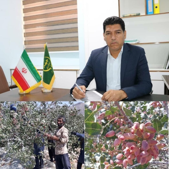 پیش بینی تولید بیش از ۳۰۰ تن پسته‌تر در جنوب کرمان