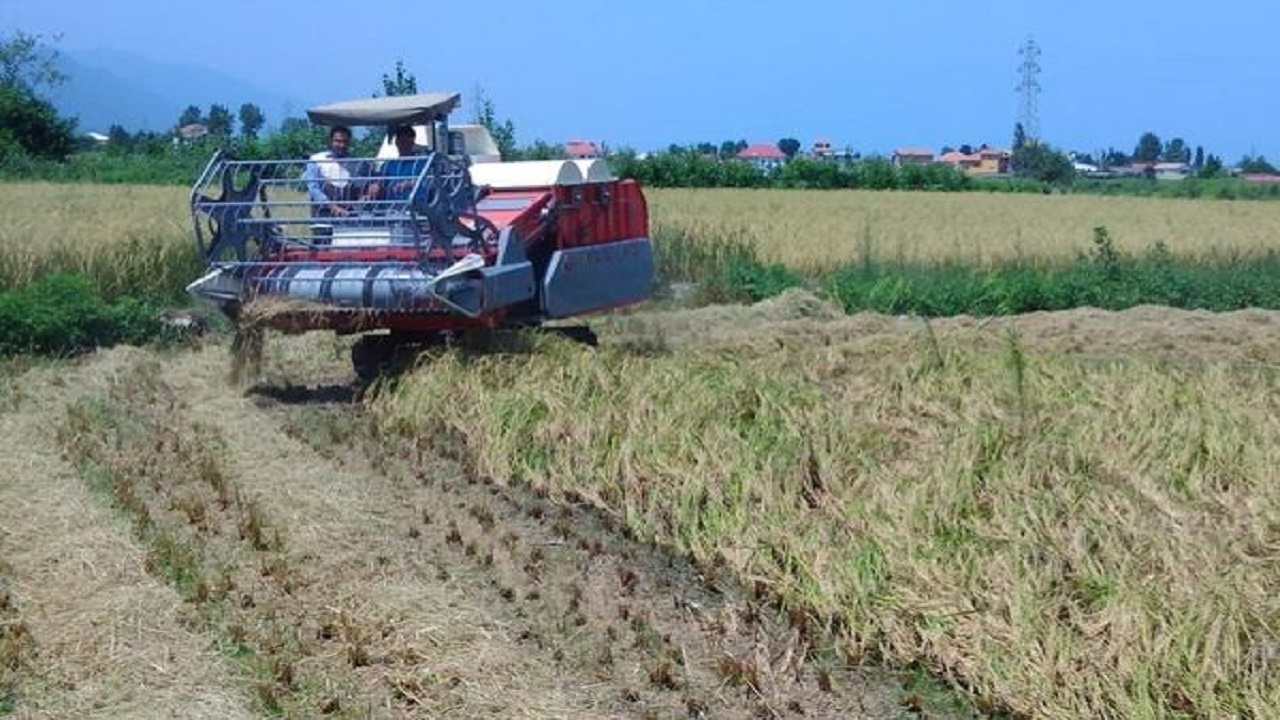 اولین برداشت برنج در مناطق کوهستانی + فیلم