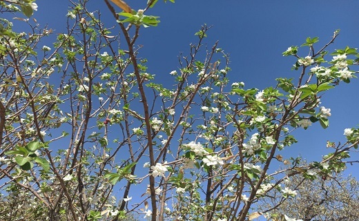 درختی که تازه از خواب زمستانی بیدار شده است + عکس