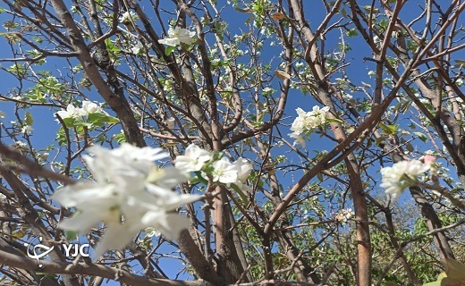 درختی که تازه از خواب زمستانی بیدار شد + عکس