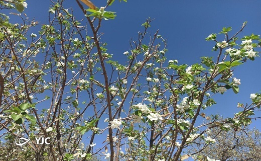 درختی که تازه از خواب زمستانی بیدار شد + عکس