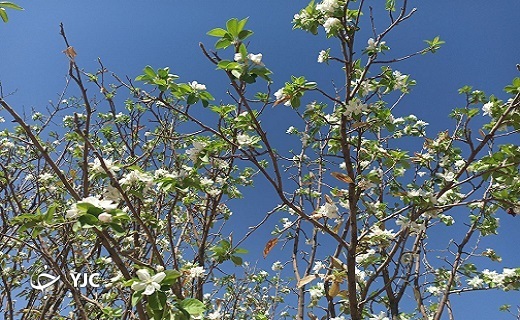 درختی که تازه از خواب زمستانی بیدار شد + عکس