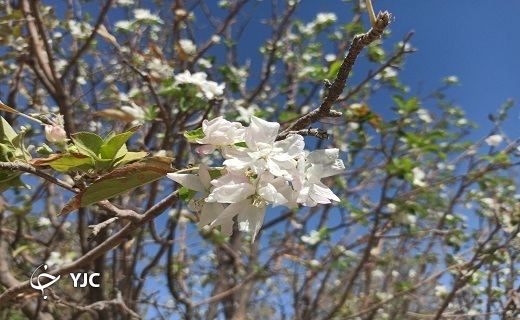 درختی که تازه از خواب زمستانی بیدار شد + عکس