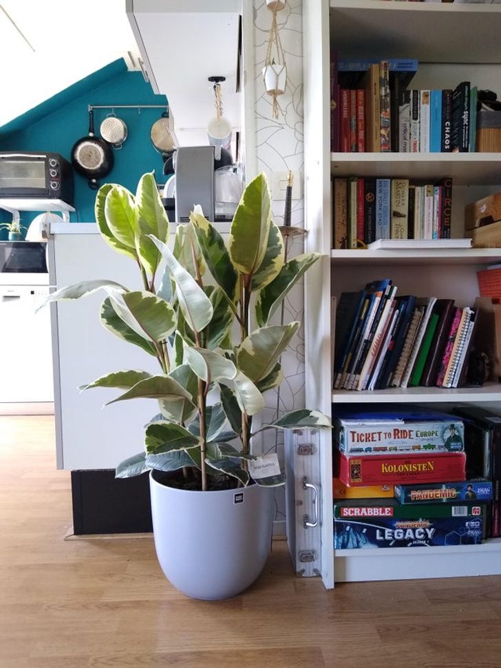  کائوچو / Rubber tree