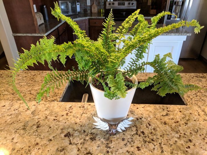  سرخس بوستون / Boston fern