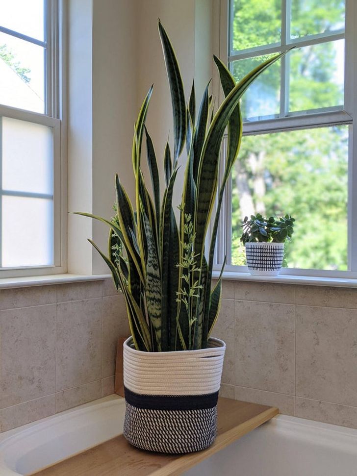 زبان مادر شوهر / Sansevieria trifasciata
