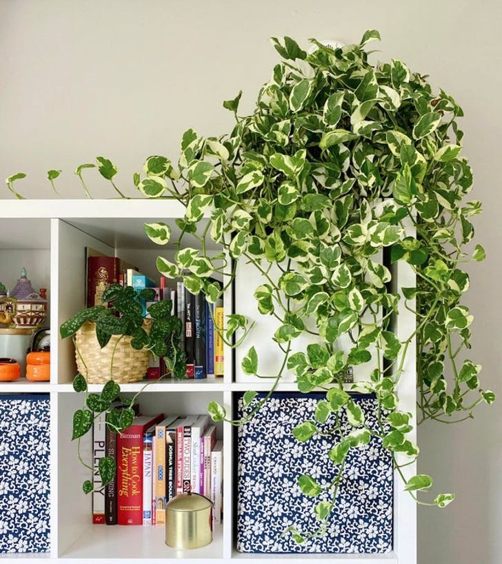 پوتوس / Pothos
