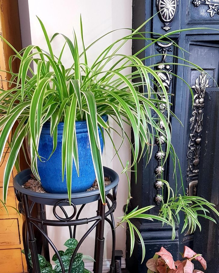  گیاه گندمی / Ribbon plant