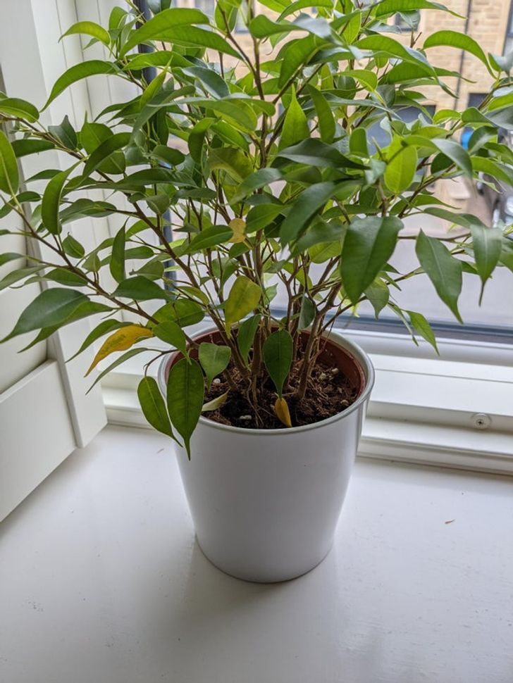 فیکوس بنجامین / Weeping fig
