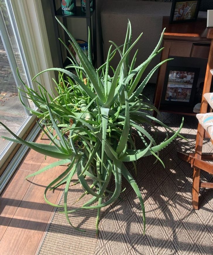 آلوئه ورا / Aloe vera