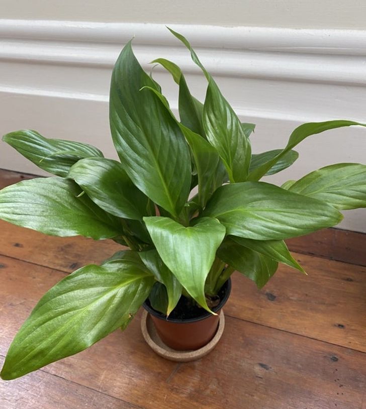  اسپاتی فیلوم / Peace lily