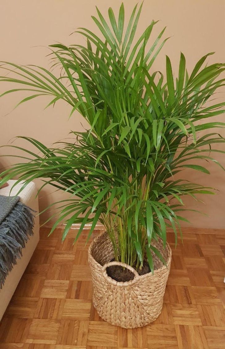 نخل اریکا / Areca palm