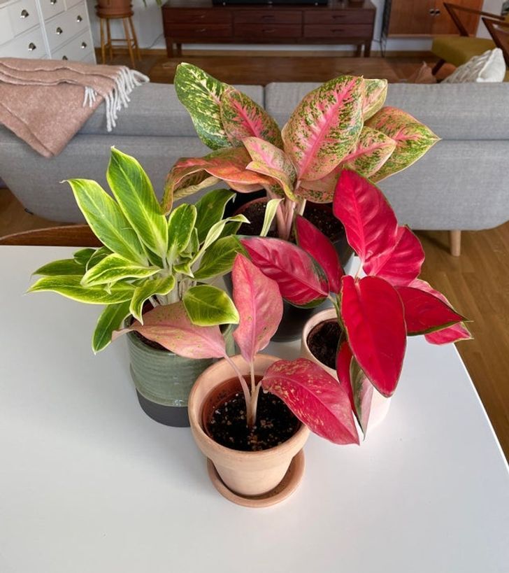  آگلونما / Aglaonema