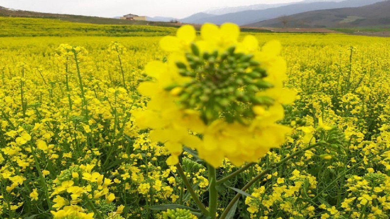 پیش‌بینی کشت کلزا در ۲۵۰۰ هکتار اراضی لارستان