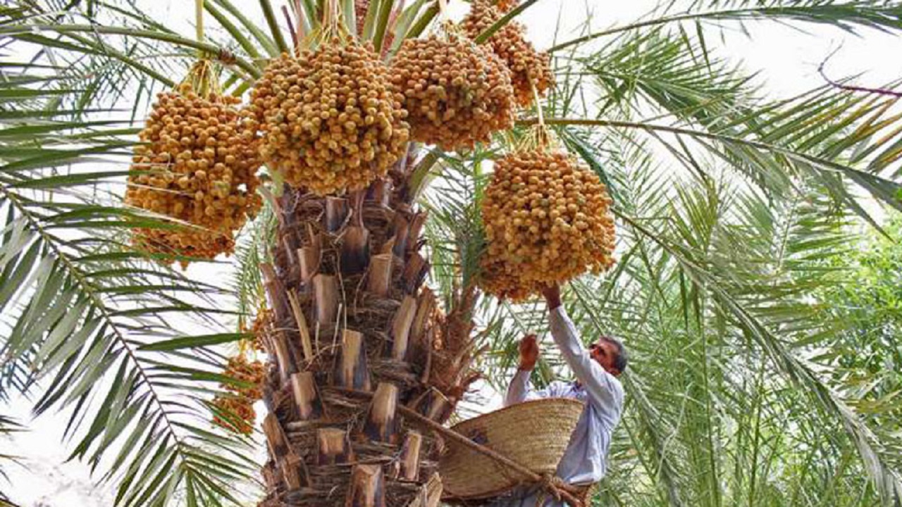۳۵ هزار تن خرما در سراوان سیستان و بلوچستان برداشت شد