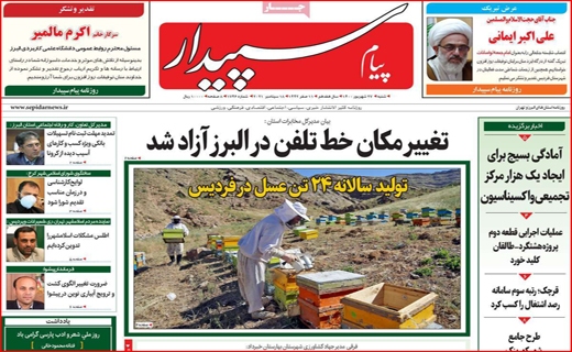 سپیدار