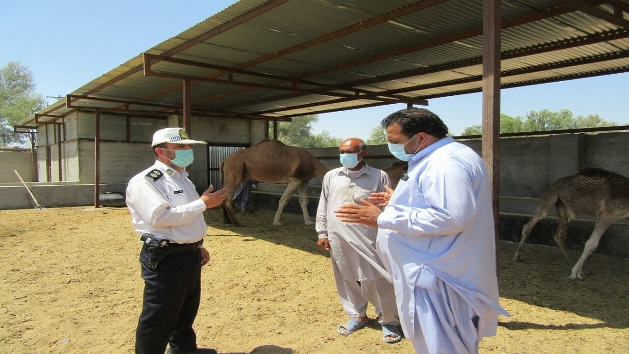 اهتمام پلیس راه سیستان وبلوچستان به آموزش دامداران و عشایر حاشیه جاده‌ها برای پیشگیری از حوادث