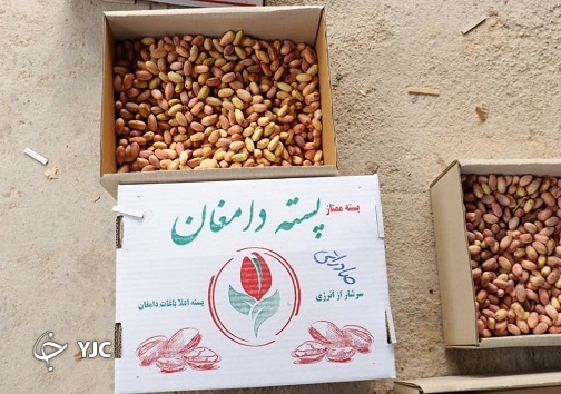 پسته های برداشت شده و آماده برای بسته بندی