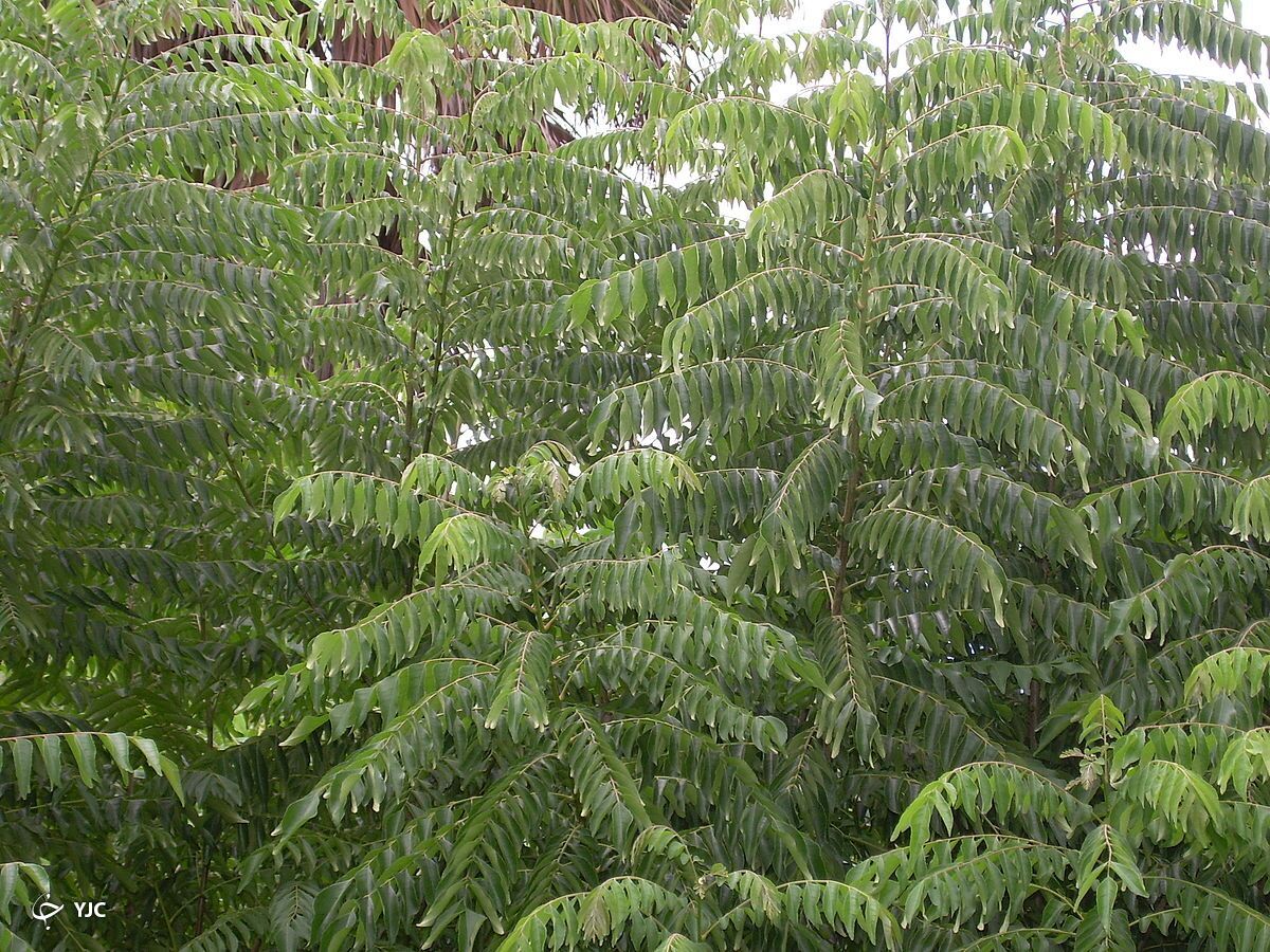 درخت کاری