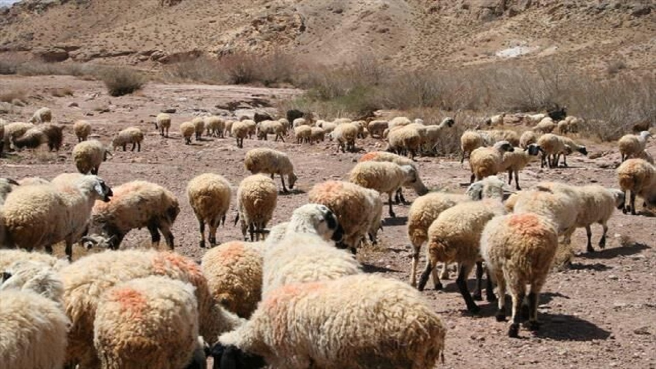 خشکسالی بلای جان دام ها/خسارت ۸۰ درصدی به مراتع خراسان جنوبی