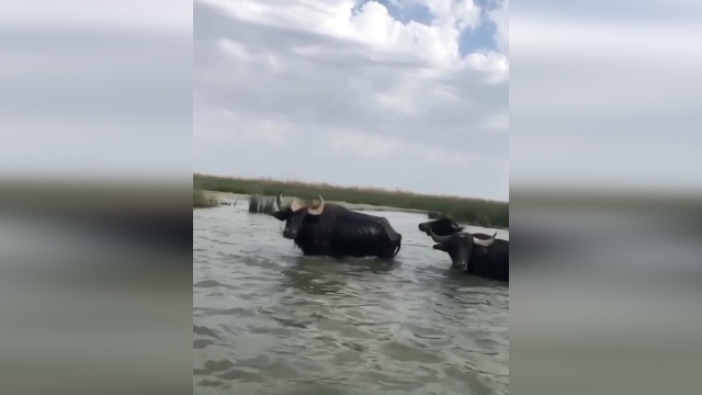 فیلمی دیدنی از منظره زیبای تالاب شادگان