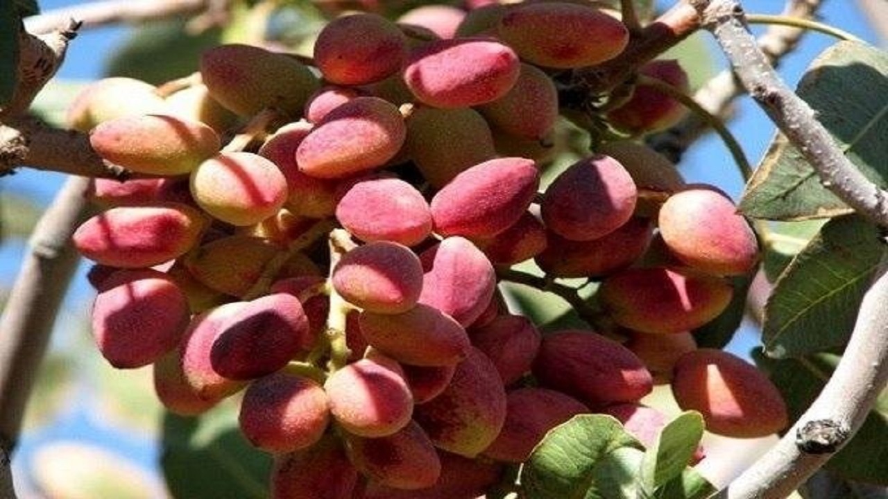 سه هزار تن پسته در خاش برداشت شد