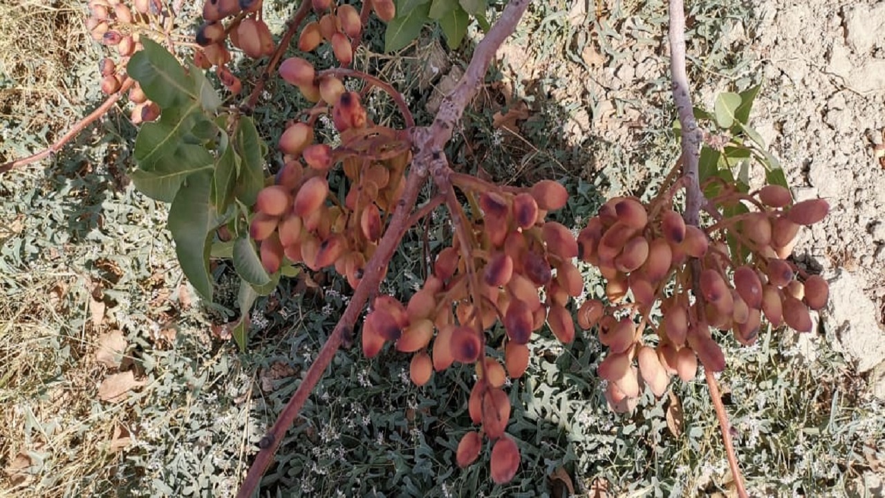 برداشت پسته از ۴۵ هکتار از باغات بارور شهرستان نیمروز