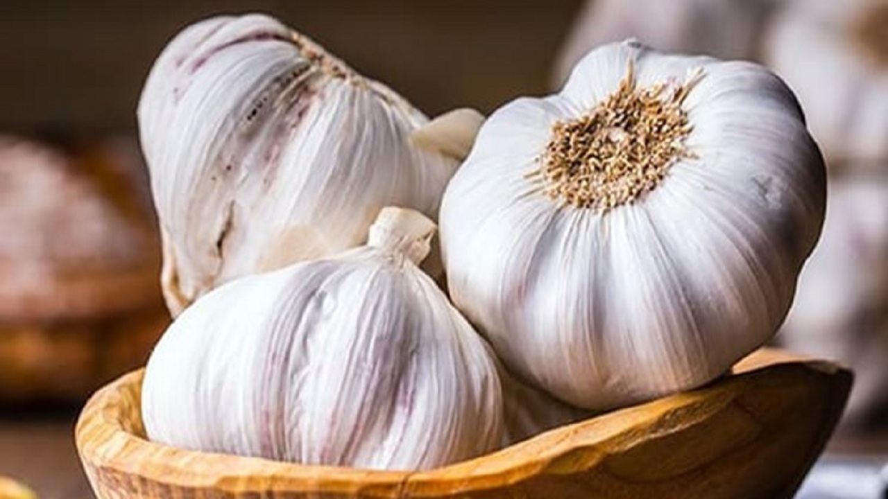 سیر همدان اسیر چه مشکلاتی است؟/ سوئدی ها خریدار سیر همدان
