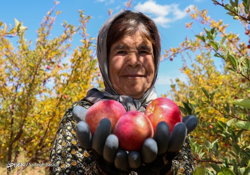 نانی هم مثل ارز چند نرخی شد!/