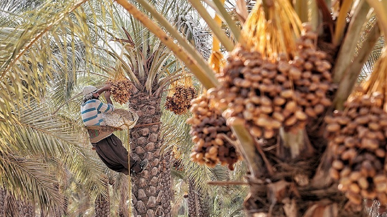 تولید خرما شاهرود امسال ٢٠٠ تن برآورد می‌شود