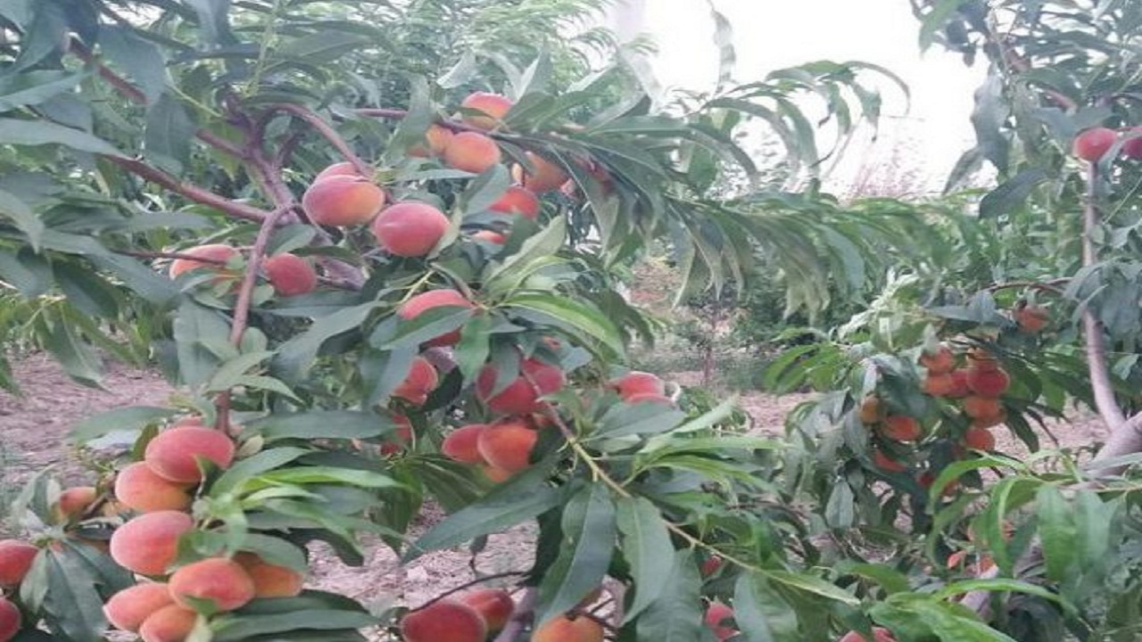 عملیات کیل گیری بادام و هلو در سامان