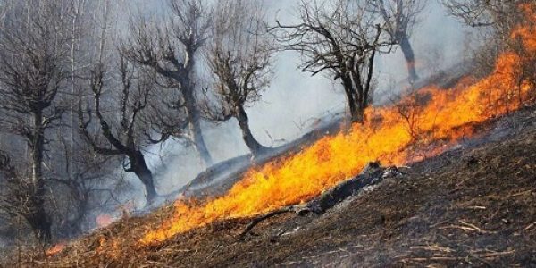 سهل انگاری عامل انسانی؛ حیات جنگل&zwnj;های شمال را به خطر انداخته است