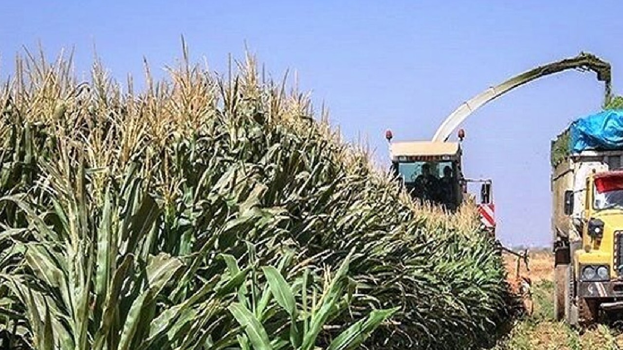 آغاز برداشت ذرت علوفه‌ای از مزارع کشاورزی استان قزوین