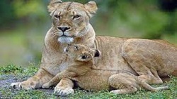 شکار دقیق موش توسط جغد + فیلم