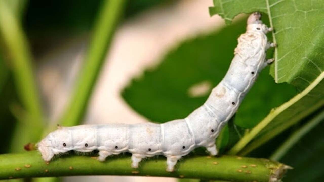 خشکسالی تمایل نوغانداران خراسان شمالی را برای تولید پیله‌های پاییزه کم کرد
