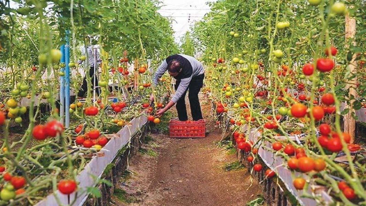 پیش بینی برداشت حدود ۴ هزار تن صیفی جات و سبزیجات در کهگیلویه و بویراحمد