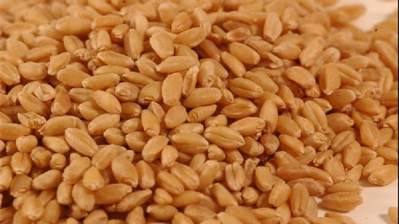 توزیع بذر گندم اصلاح شده در اشکنان