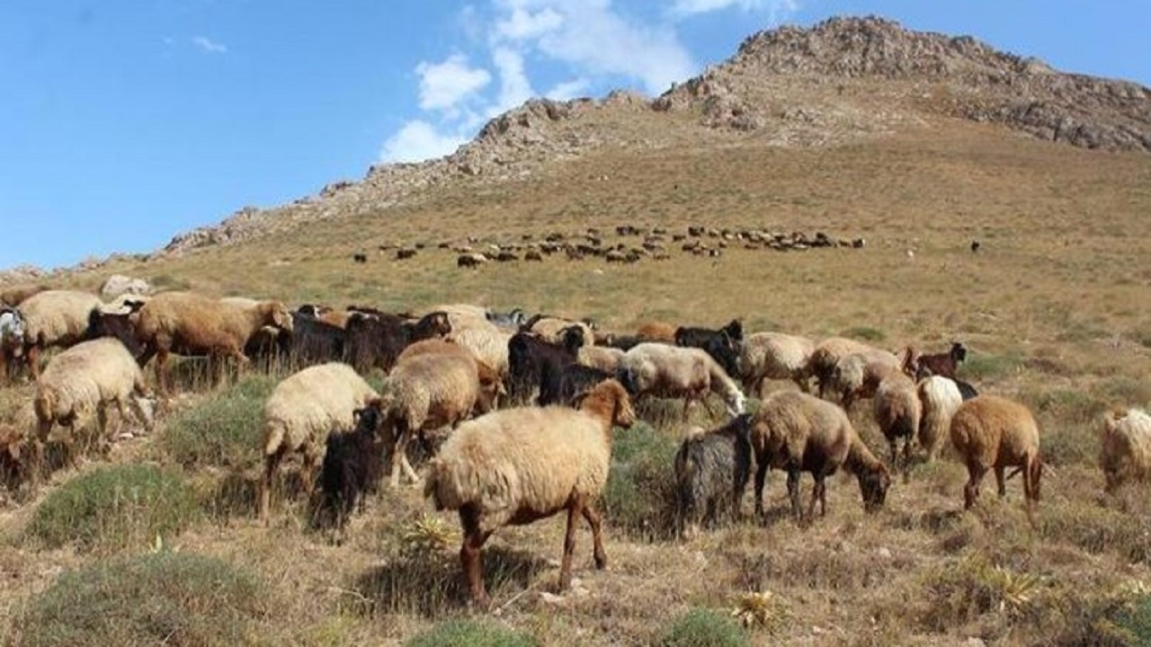 آخور‌های خالی و شکم گرسنه دام‌های استان سمنان باری بر دوش دامداران