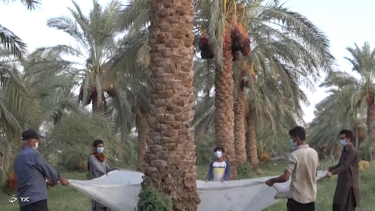  محصول خرما در شرق کرمان 